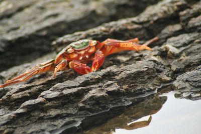 Close-up of lizard on rock