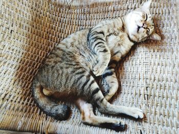 High angle view of cat sleeping at home