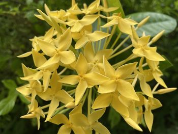 Close-up of yellow flowering plant