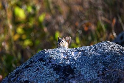 Close-up of lizard on rock