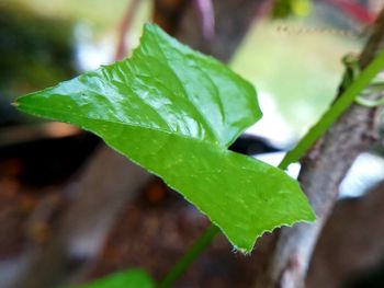 Close-up of water drops on leaf