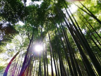 Low angle view of bamboo trees in forest