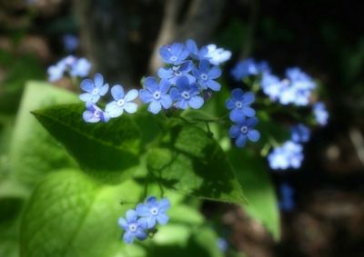 Close-up of purple flowers blooming