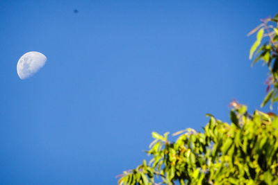 Low angle view of tree against clear blue sky