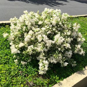 Close-up of white flowers