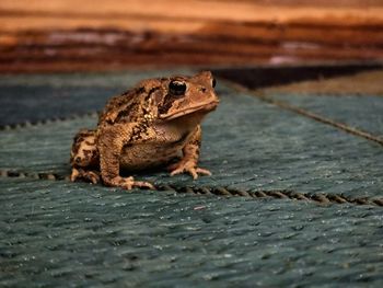 Close-up of frog