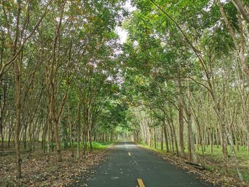 Road amidst trees in forest