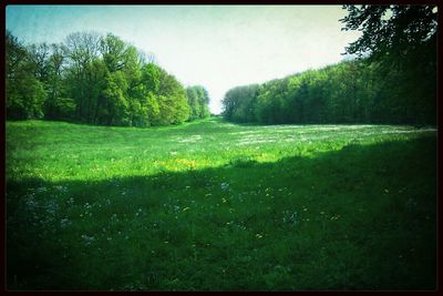 Trees on grassy field