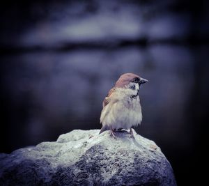 Close-up of bird perching on rock