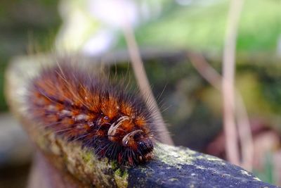 Close-up of insect