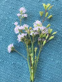 High angle view of purple flowering plant