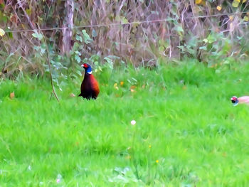 Bird perching on a field