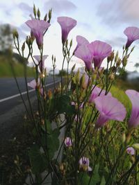 Close-up of pink flowers blooming against sky