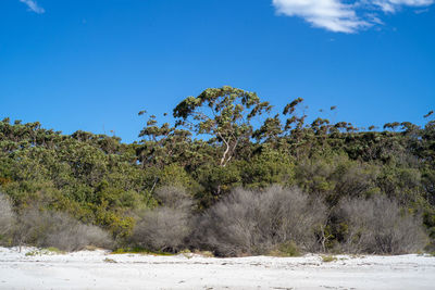 Trees on landscape against clear blue sky