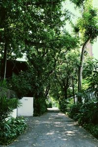 Street amidst trees in park