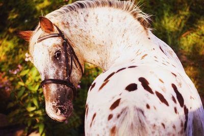 Close-up of a horse on field