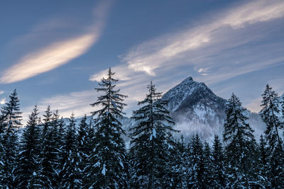Snowy pine trees with mountain background