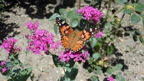 Close-up of butterfly perching on pink flower