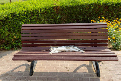 Cat sleeping on bench