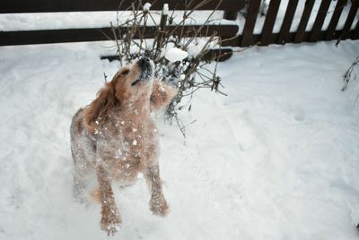 Funny dog snow
