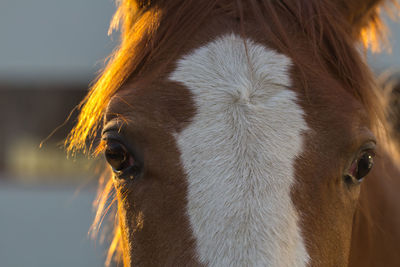 Close-up of horse