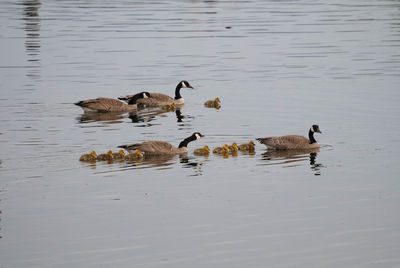 Ducks swimming in lake