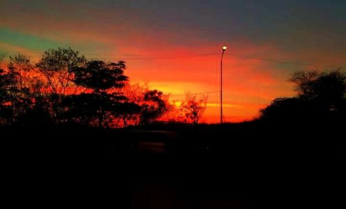 Silhouette of trees at sunset