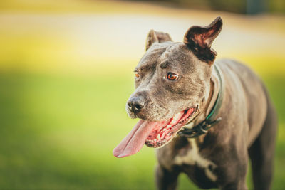 Close-up of a dog looking away