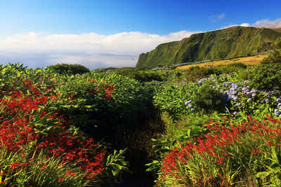 Scenic view of sea against sky