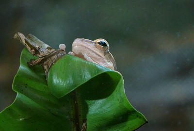 Close-up of lizard on leaf