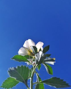 Low angle view of white flowers against clear blue sky