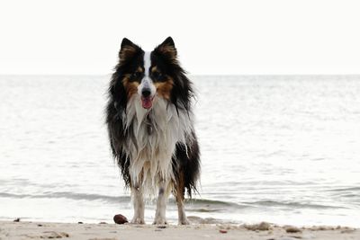 Dog on the beach