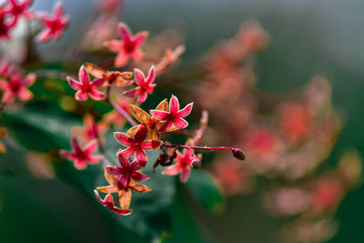 Close-up of coral colour flowering plant