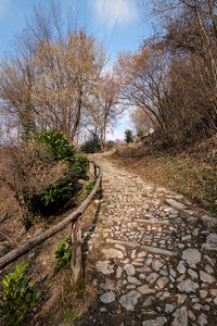 Footpath amidst bare trees against sky