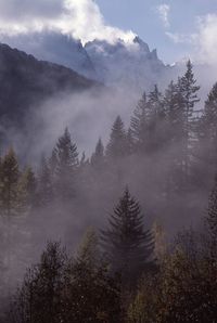 Trees in foggy weather