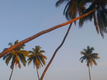 Low angle view of coconut palm tree against clear sky