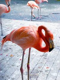 Close-up of flamingo