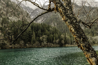 Scenic view of lake against trees