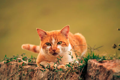 Portrait of ginger cat on plant by plants