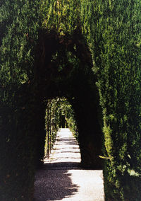 View of trees in park