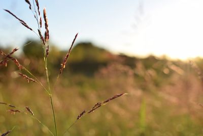 Close-up of plant growing on field against sky