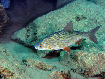 Fish swimming in sea