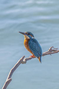 Close-up of bird perching on branch