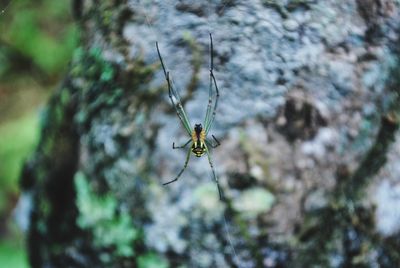 Close-up of spider