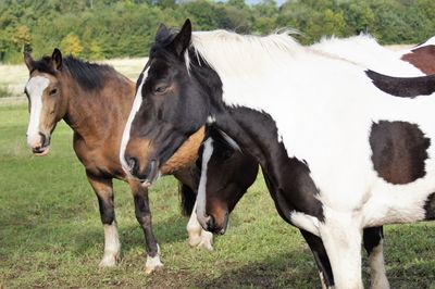 Horses in a field