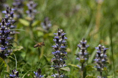 Close-up of bee pollinating on purple flowering plant