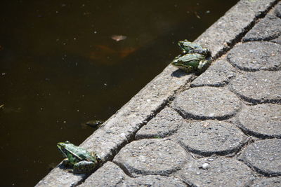 High angle view of insect on lake