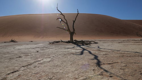 Dead tree on desert against sky