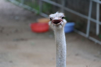 Close-up portrait of bird against blurred background