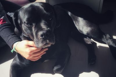 Close-up of hand holding black dog